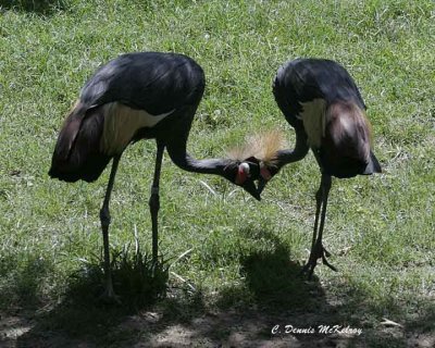 big-birds -  Houston Zoo