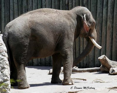 Elephant -  Houston Zoo