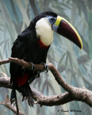 macaw -  Houston Zoo