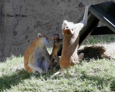 monkey-2 -  Houston Zoo