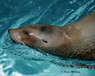 seal -  Houston Zoo