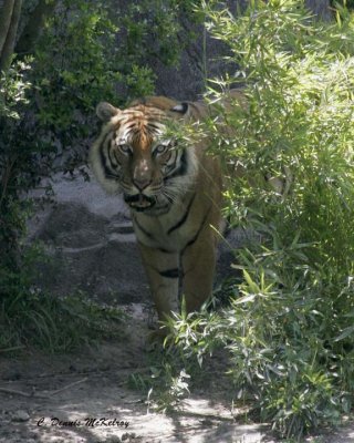 Tiger -  Houston Zoo