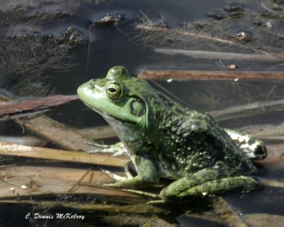 Another bull frog