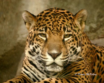 Houston Zoo - 9-28-06