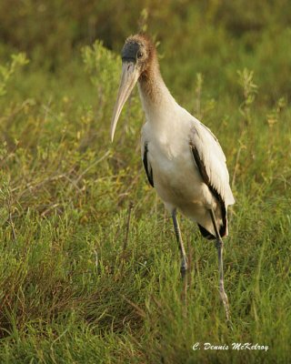 Wood Stork