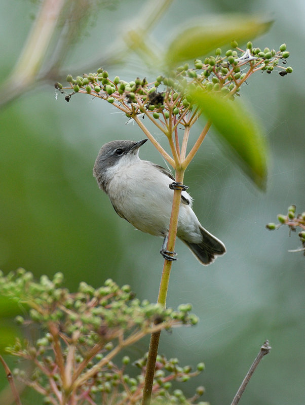 Lesser Whitethroat