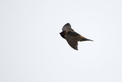 Stensvala - Cliff Swallow