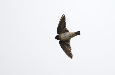 Stensvala - Cliff Swallow