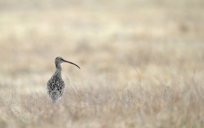 Storspov - Curlew