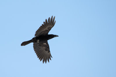 Raven - Korp