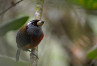 Toucan Barbet