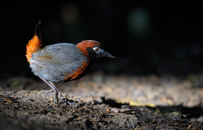 Rufous-breasted Anttrush
