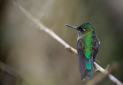 Violet-tailed Sylph female