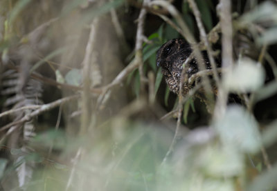 Lyre-tailed Nightjar