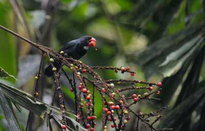 Slate-colored Grosbeak