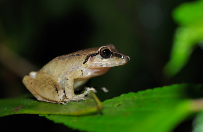 Frog (Mindo - El Monte)
