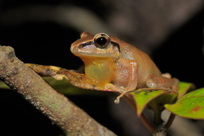 Frog (Cambugan)