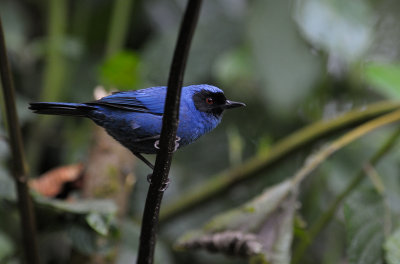 Masked Flowerpiercer