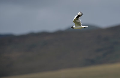 Andean Gull