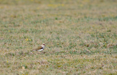 Andean Lapwing