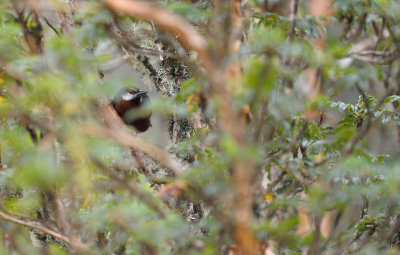 Giant Conebill