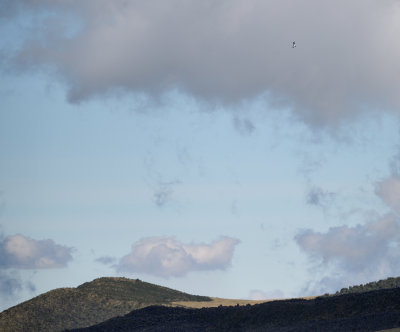 Andean Condor