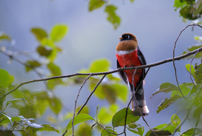 Masked Trogon