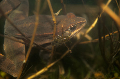 Lngbensgroda (Rana dalmatina)