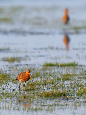 Black-tailed Goodwit (Limosa limosa)