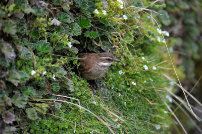 Stout-billed Cincloides