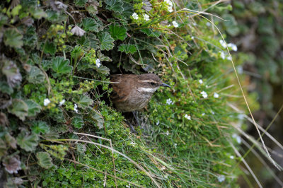 Stout-billed Cincloides