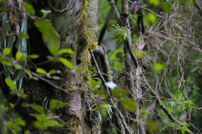 Canada Warbler