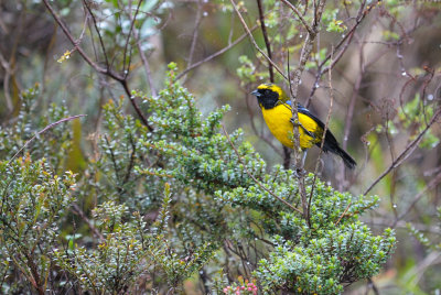Masked Mountain-Tanager (adult)