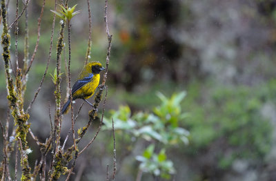Masked Mountain-Tanager