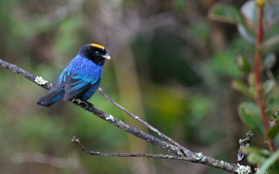 Golden-crowned Tanager