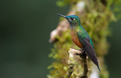 Long-tailed Sylph, female