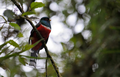 Masked Trogon, male