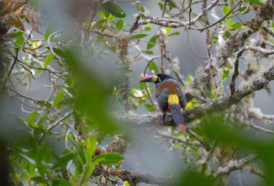 Grey-breasted Mountain-Toucan