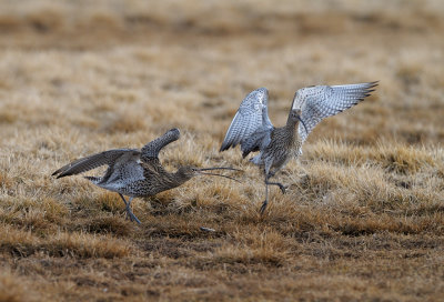 Courting