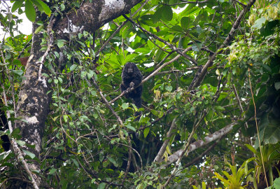 Saki Monkey