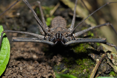 Heterophrynus sp (Large Whip Spider?)