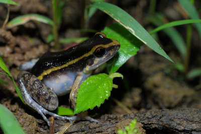 Frog (Cuyabeno)