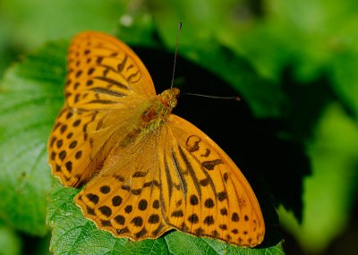 Silverstreckad pärlemorfjäril (Argynnis paphia)