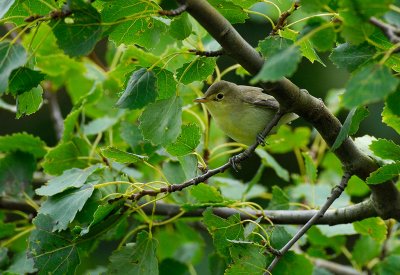 Icterine Warbler