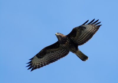 Common Buzzard