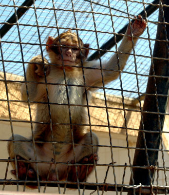 Algrie - Alger - Zoo de Ben Aknoun
