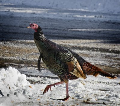 006 Turkeys 121309-Edit (Medium).jpg