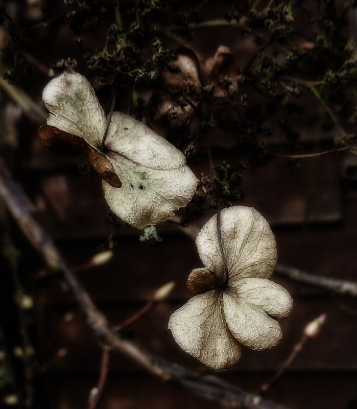 Hydrangea