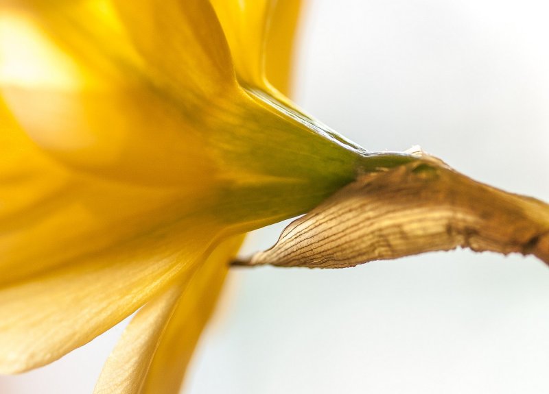 Daffodil