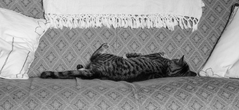 One cat sofa